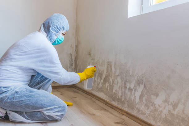 Mold Remediation specialist working in Mount Rainier
